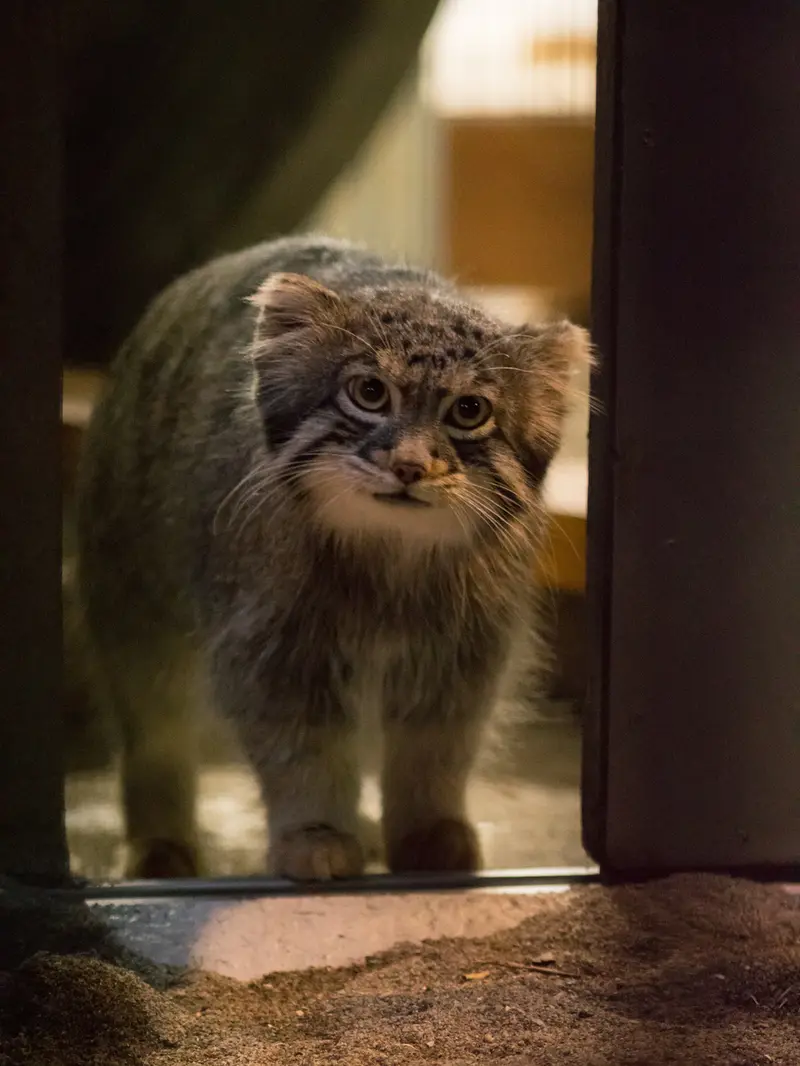 A photograph of Figa in Nogeyama Zoo