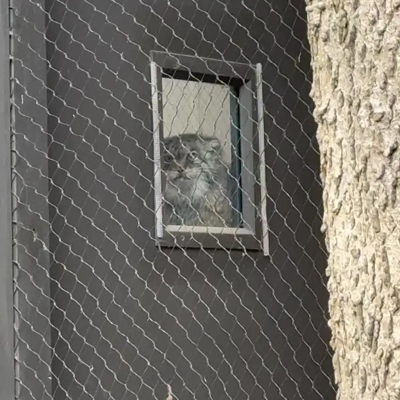 A photograph of a Pallas's cat in Prospect Park Zoo