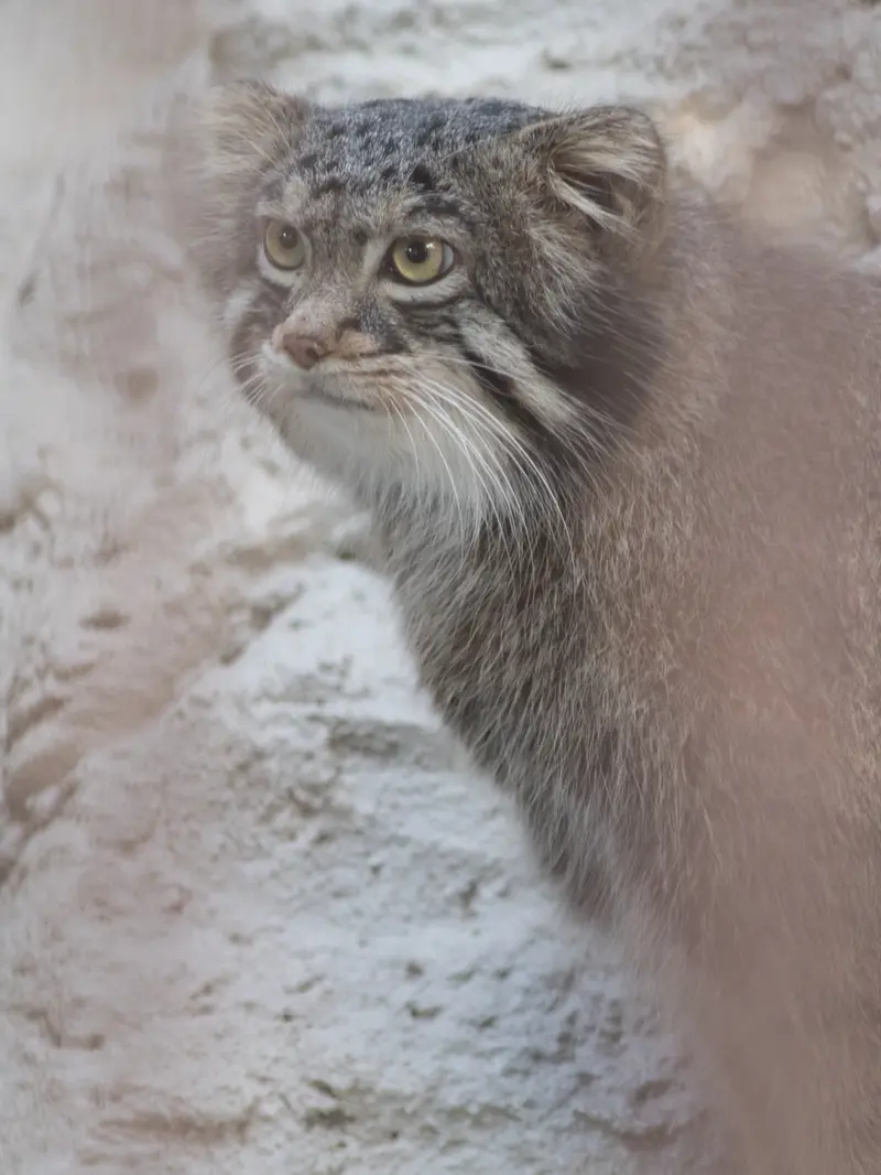 A photograph of Figa in Nogeyama Zoo
