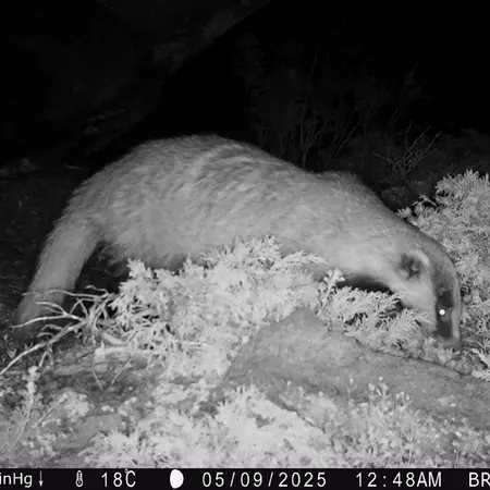 A photograph of Asian badger from Shubaraigyr camera trap