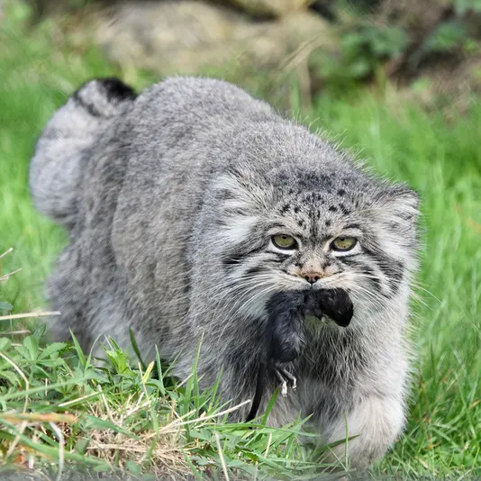 A photograph of Atlan in Port Lympne Wild Animal Park