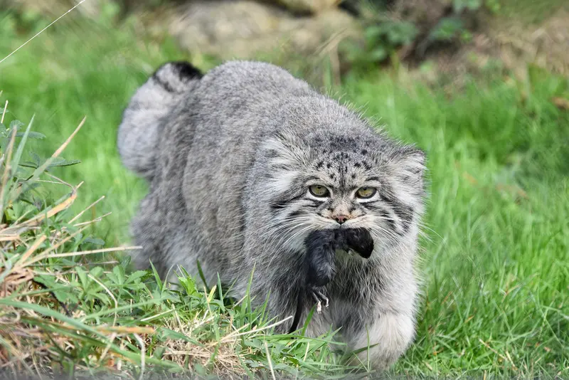 A photograph of Atlan in Port Lympne Wild Animal Park