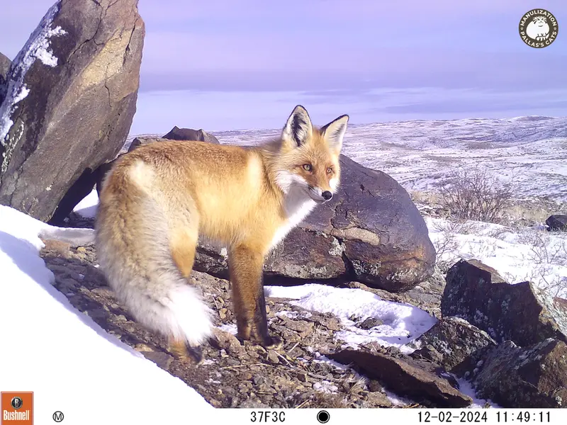 A photograph of Red fox from Koshkar camera trap