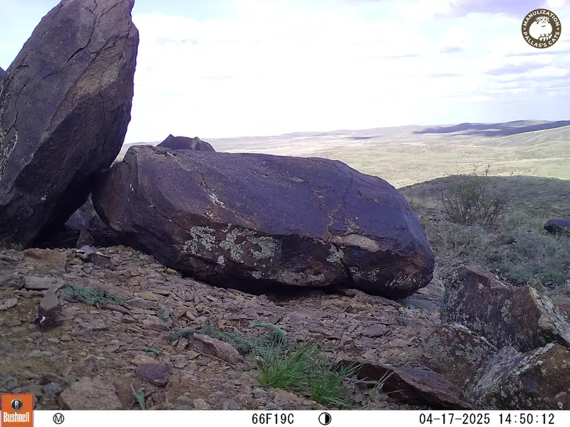 A photograph of a Pallas&#039;s cat from Koshkar camera trap