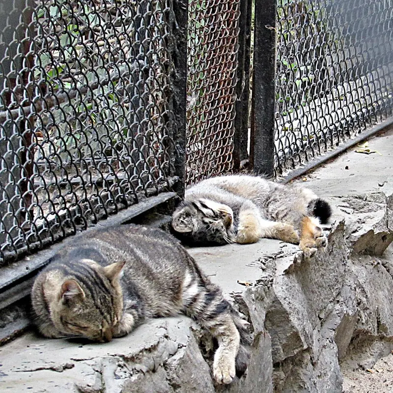 A photograph of a Pallas's cat in Novosibirsk Zoo