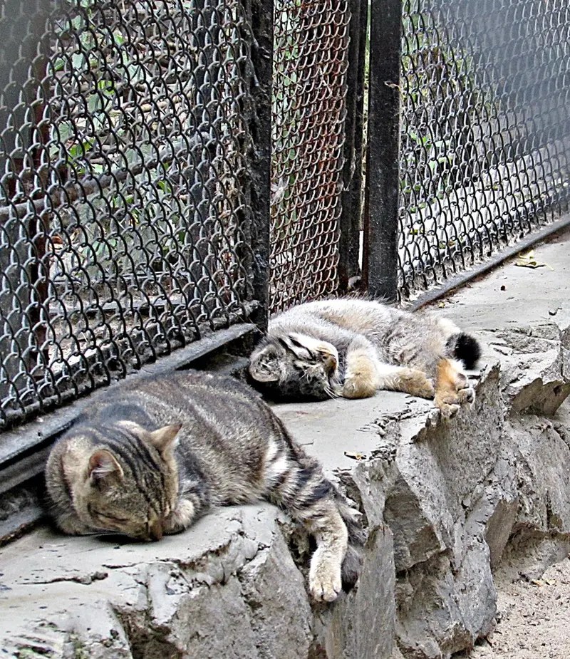 A photograph of a Pallas's cat in Novosibirsk Zoo