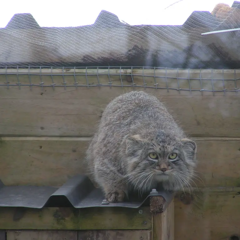 A photograph of Altai in The Lakeland Wildlife Oasis