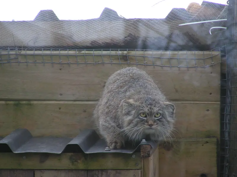 A photograph of Altai in The Lakeland Wildlife Oasis