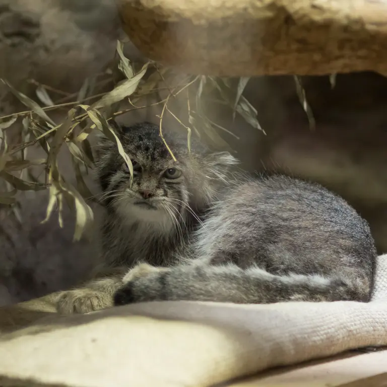 A photograph of Klyon in Ueno Zoological Gardens