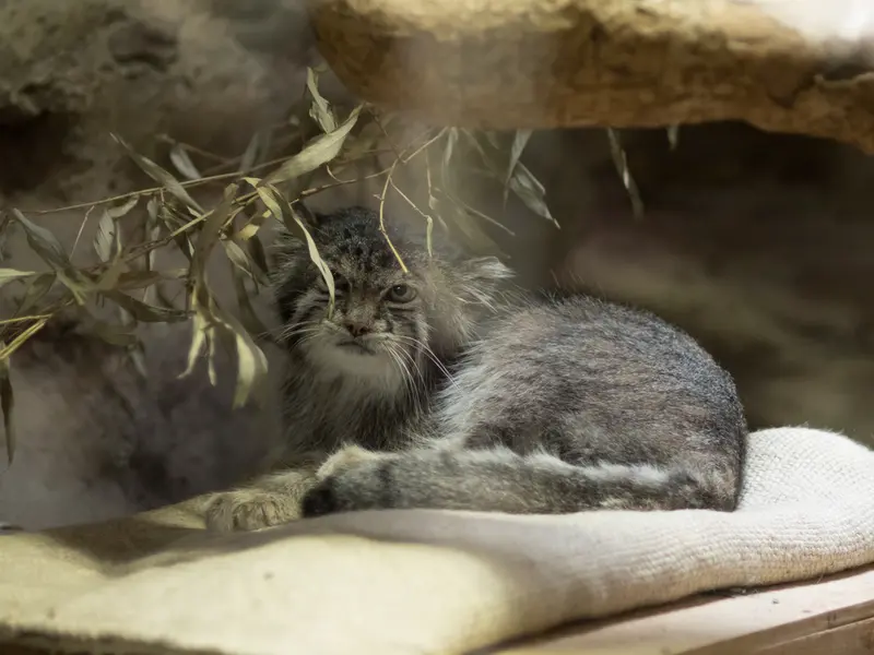 A photograph of Klyon in Ueno Zoological Gardens