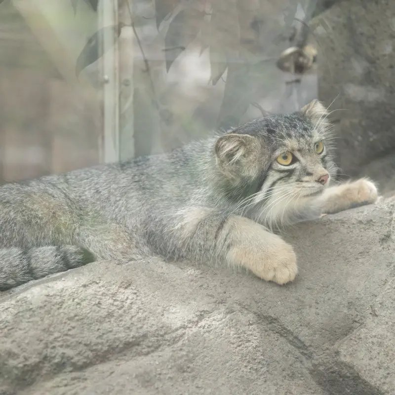 A photograph of Oto in Kobe Animal Kingdom