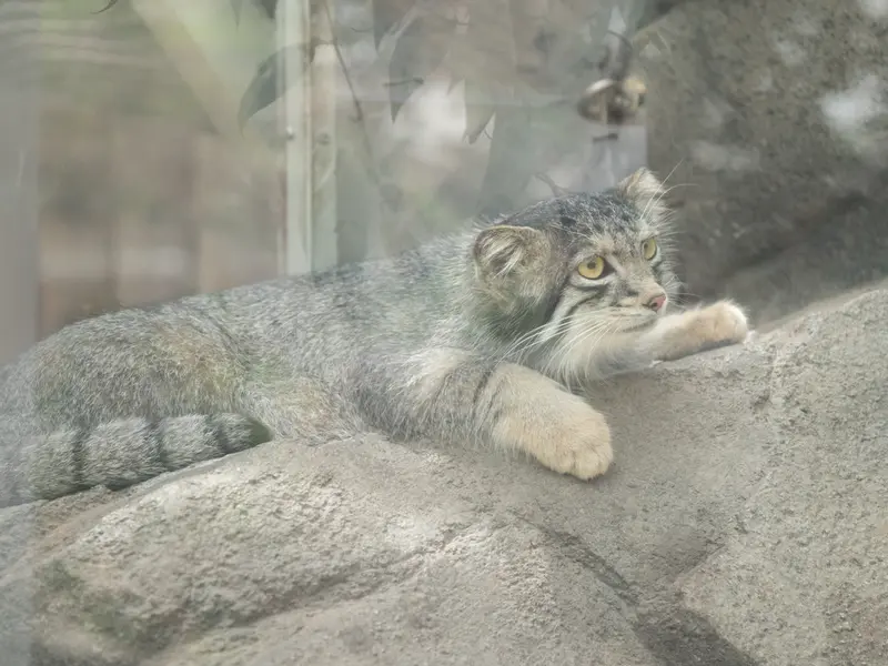 A photograph of Oto in Kobe Animal Kingdom