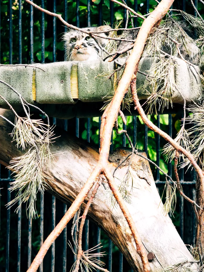 A photograph of Gabi in Novosibirsk Zoo