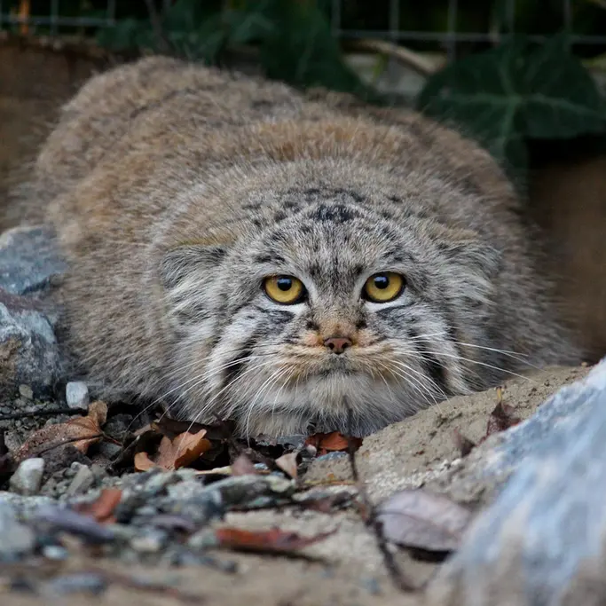 A photograph of Buchta in Spaycific'Zoo