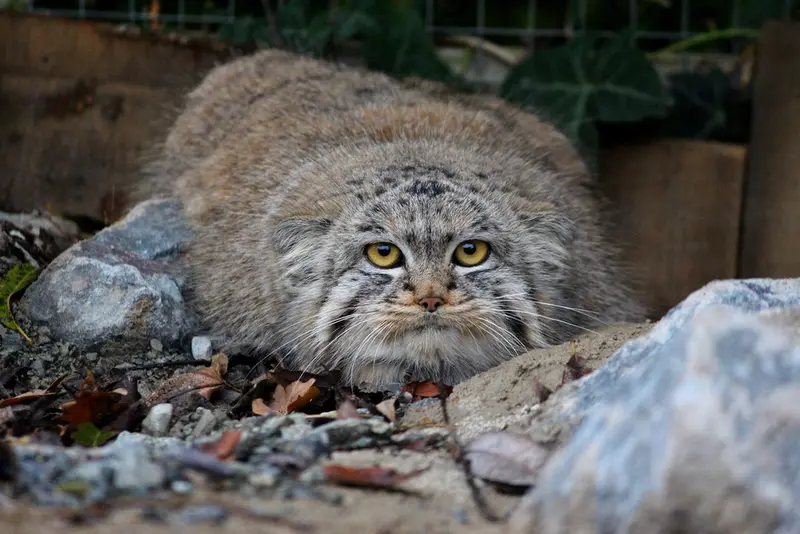 A photograph of Buchta in Spaycific'Zoo