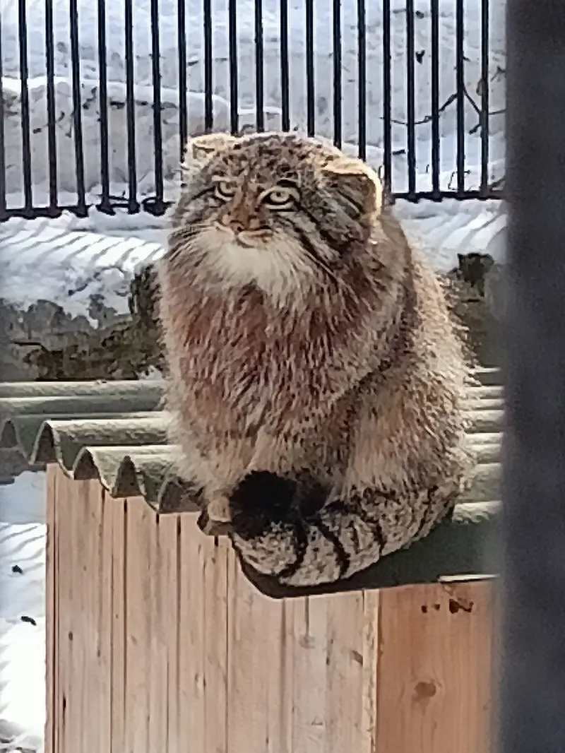 A photograph of a Pallas's cat