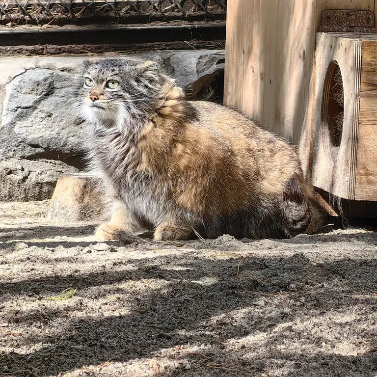A photograph of Adele in Novosibirsk Zoo