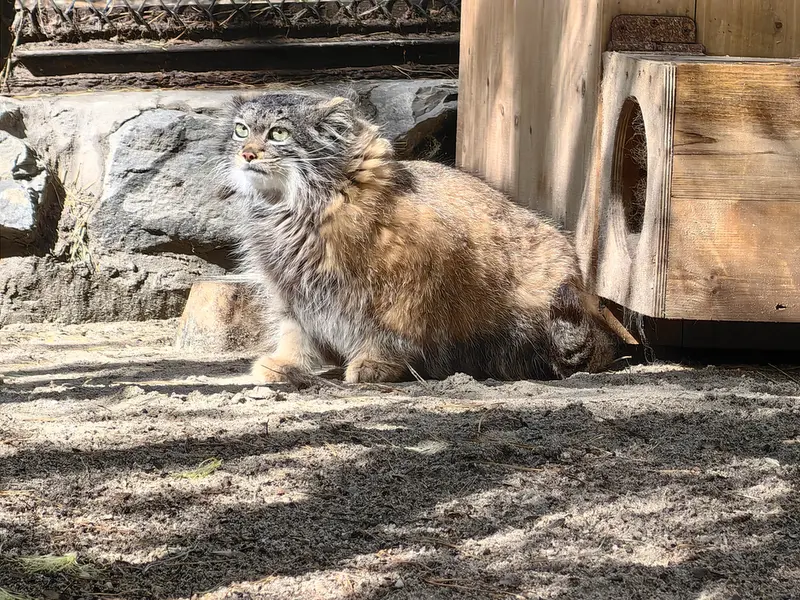 A photograph of Adele in Novosibirsk Zoo