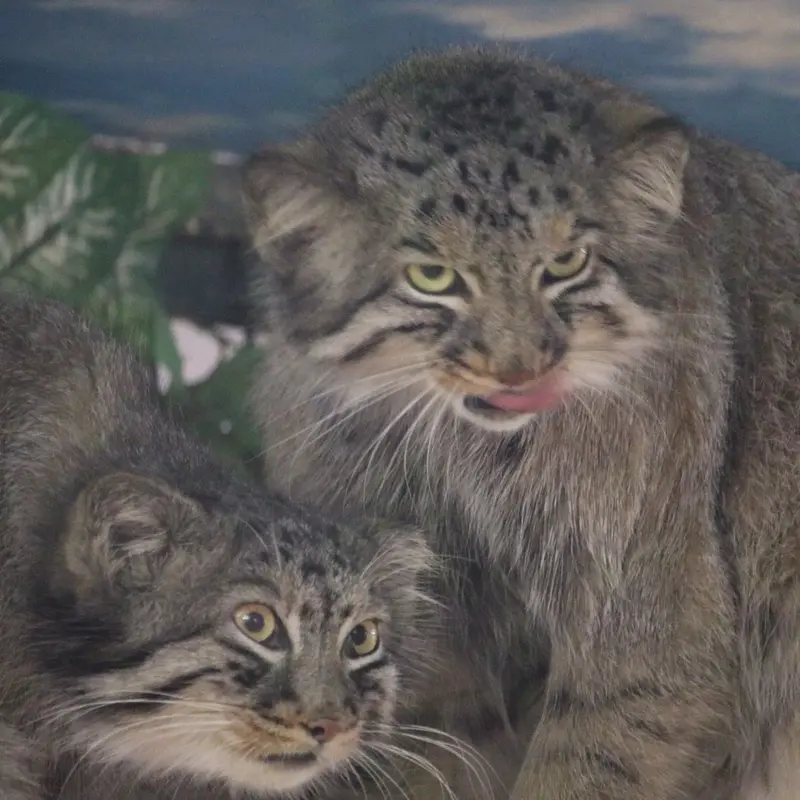 A photograph of Shar and Bor in Nasu Animal Kingdom