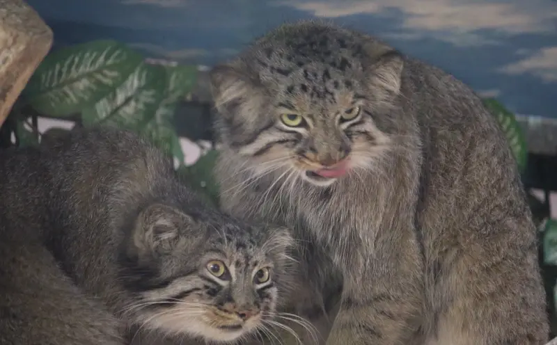 A photograph of Shar and Bor in Nasu Animal Kingdom