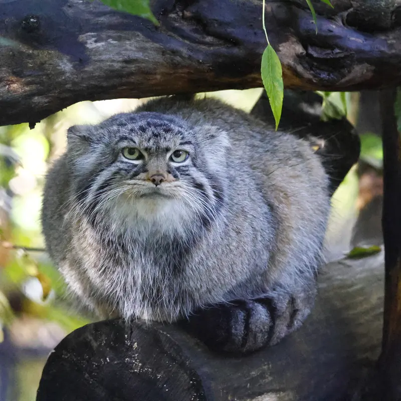 A photograph of Zosya in Novosibirsk Zoo
