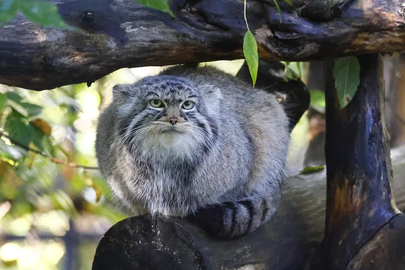 A photograph of Zosya in Novosibirsk Zoo