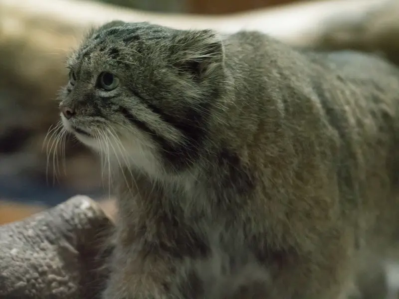 A photograph of Klyon in Ueno Zoological Gardens