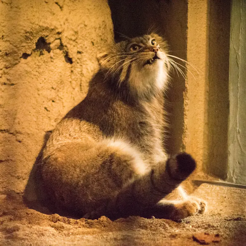 A photograph of Figa in Nogeyama Zoo