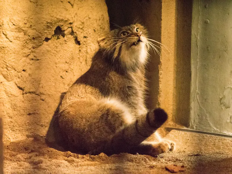 A photograph of Figa in Nogeyama Zoo