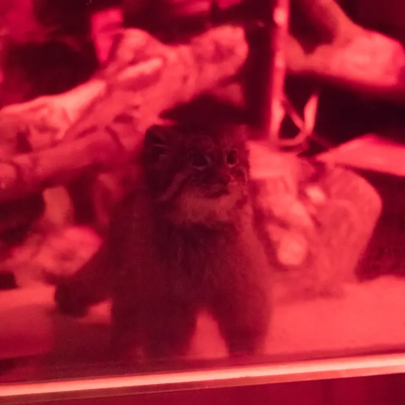 A photograph of Naim in Ueno Zoological Gardens