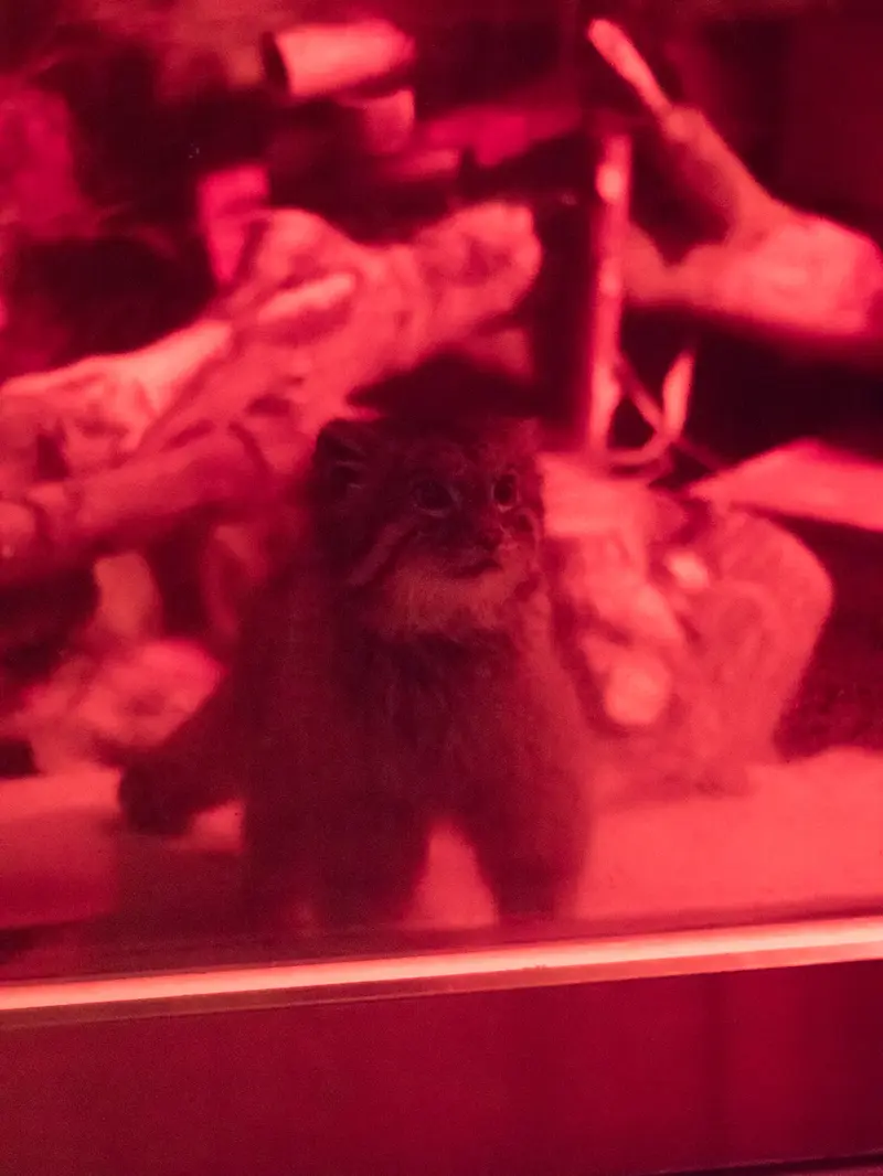 A photograph of Naim in Ueno Zoological Gardens