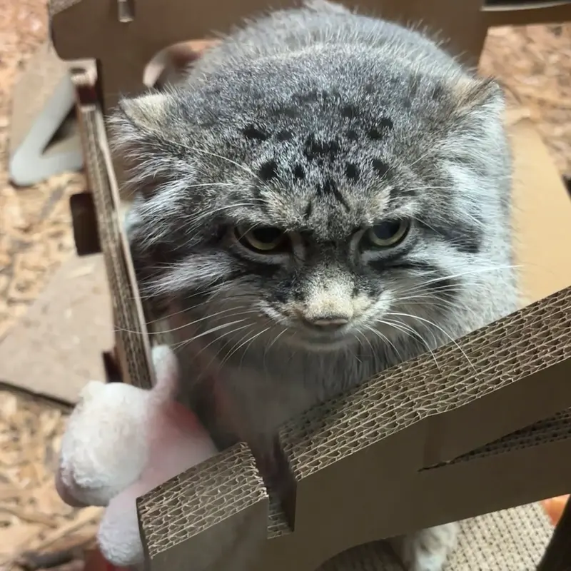 A photograph of Pabu in Lake Superior Zoo