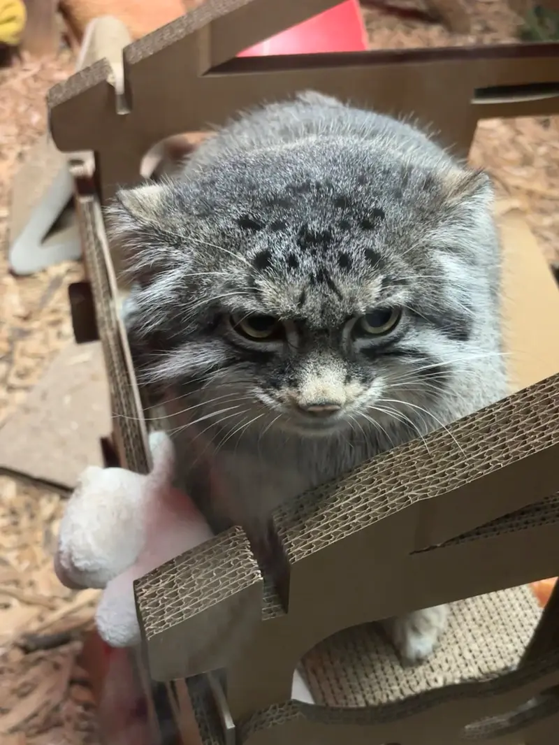 A photograph of Pabu in Lake Superior Zoo
