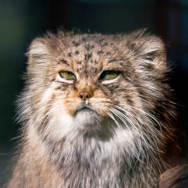 Manuela the Pallas's cat from Magdeburg Zoo