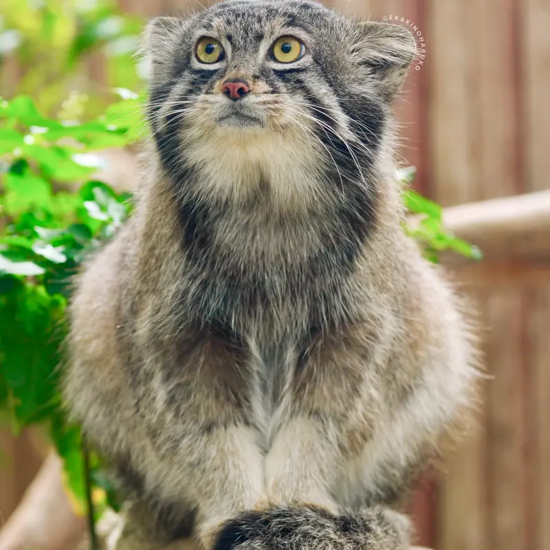 A photograph of Nar in Kobe Animal Kingdom