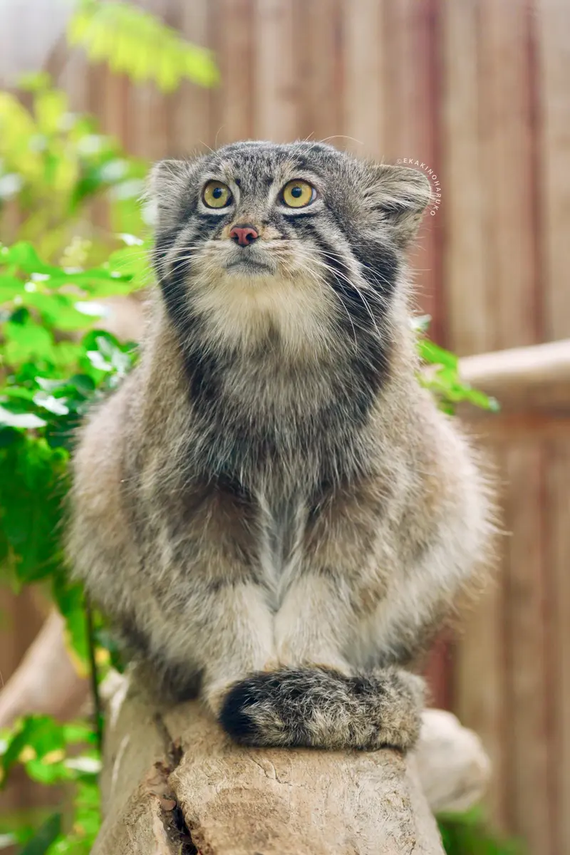 A photograph of Nar in Kobe Animal Kingdom