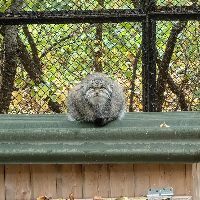 A photograph of Mia in Novosibirsk Zoo