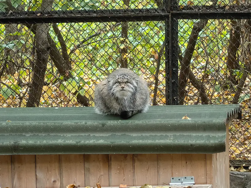 A photograph of Mia in Novosibirsk Zoo