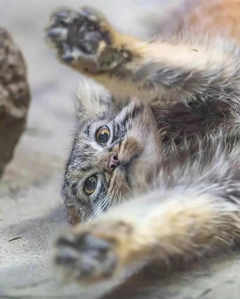 Who is this manul? (Again...)