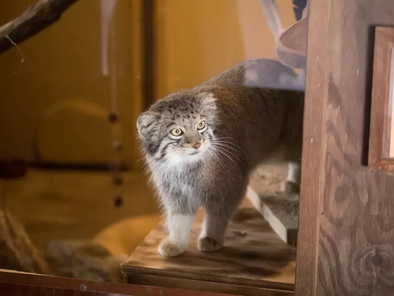 A photograph of Oto in Saitama Children's Zoo