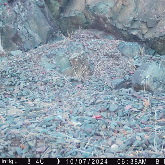 A photograph of Otocolobus manul manul from Egizkara [new] camera trap