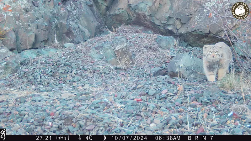 A photograph of Otocolobus manul manul from Egizkara [new] camera trap