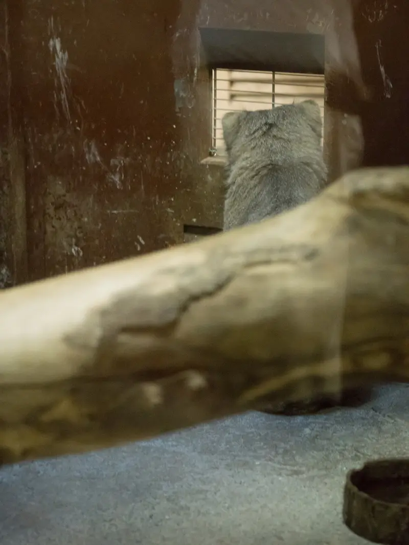 A photograph of Klyon in Ueno Zoological Gardens