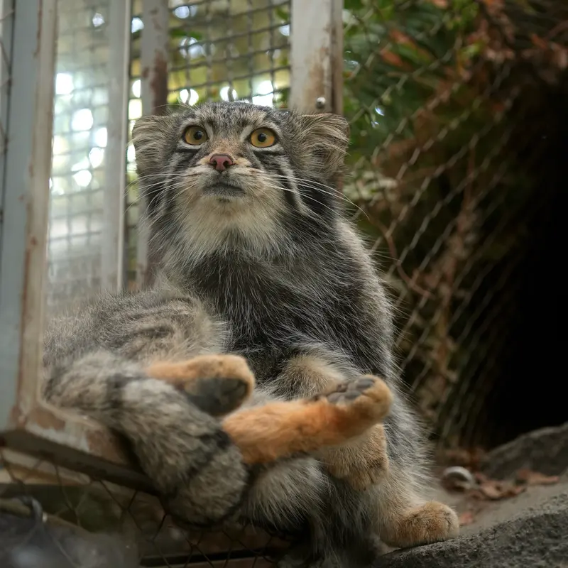A photograph of Oto in Kobe Animal Kingdom