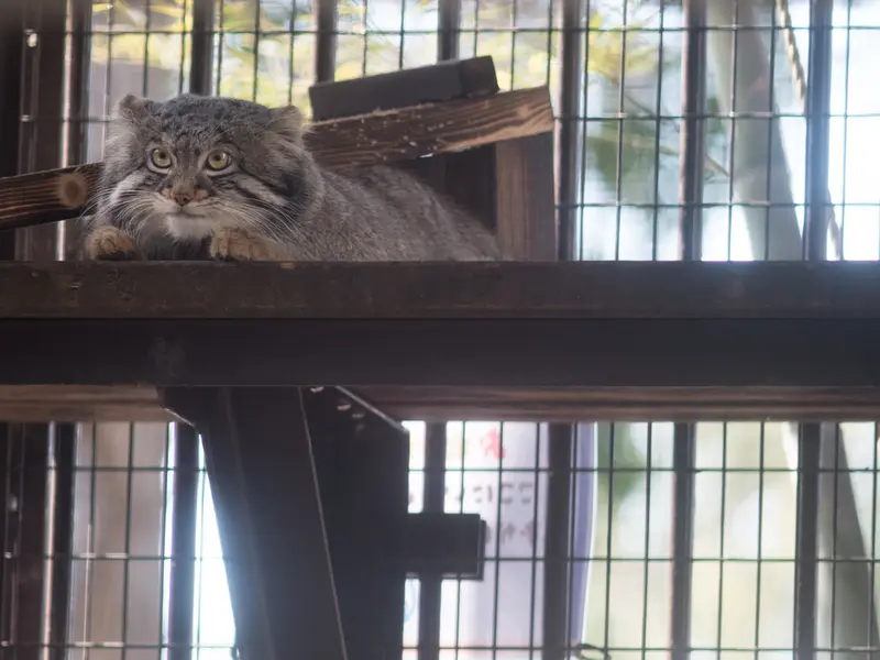 A photograph of a Pallas's cat