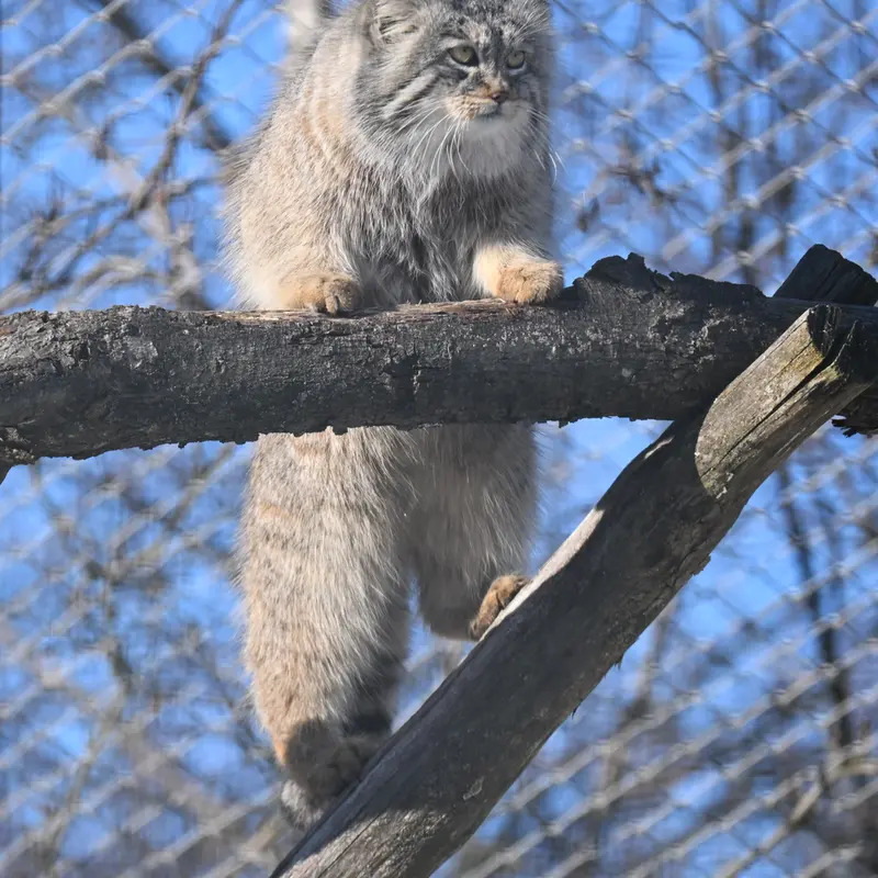A photograph of Arkas in Korkeasaari Zoo