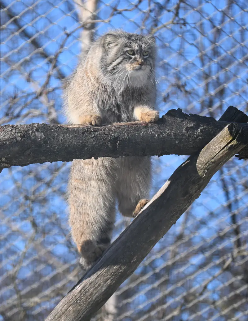 A photograph of Arkas in Korkeasaari Zoo