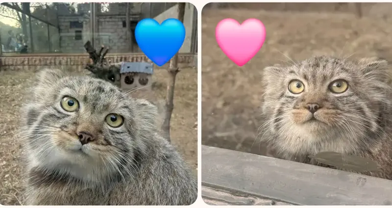 A photograph of a Pallas's cat