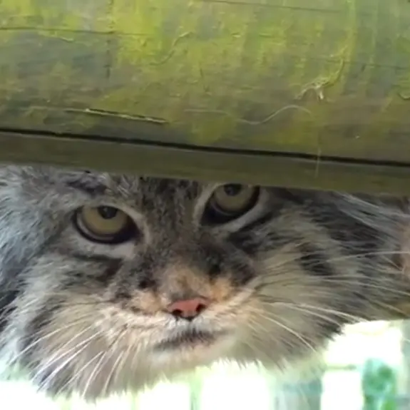 A photograph of Wei Shand in The Big Cat Sanctuary