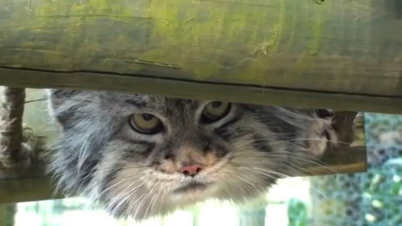 A photograph of Wei Shand in The Big Cat Sanctuary